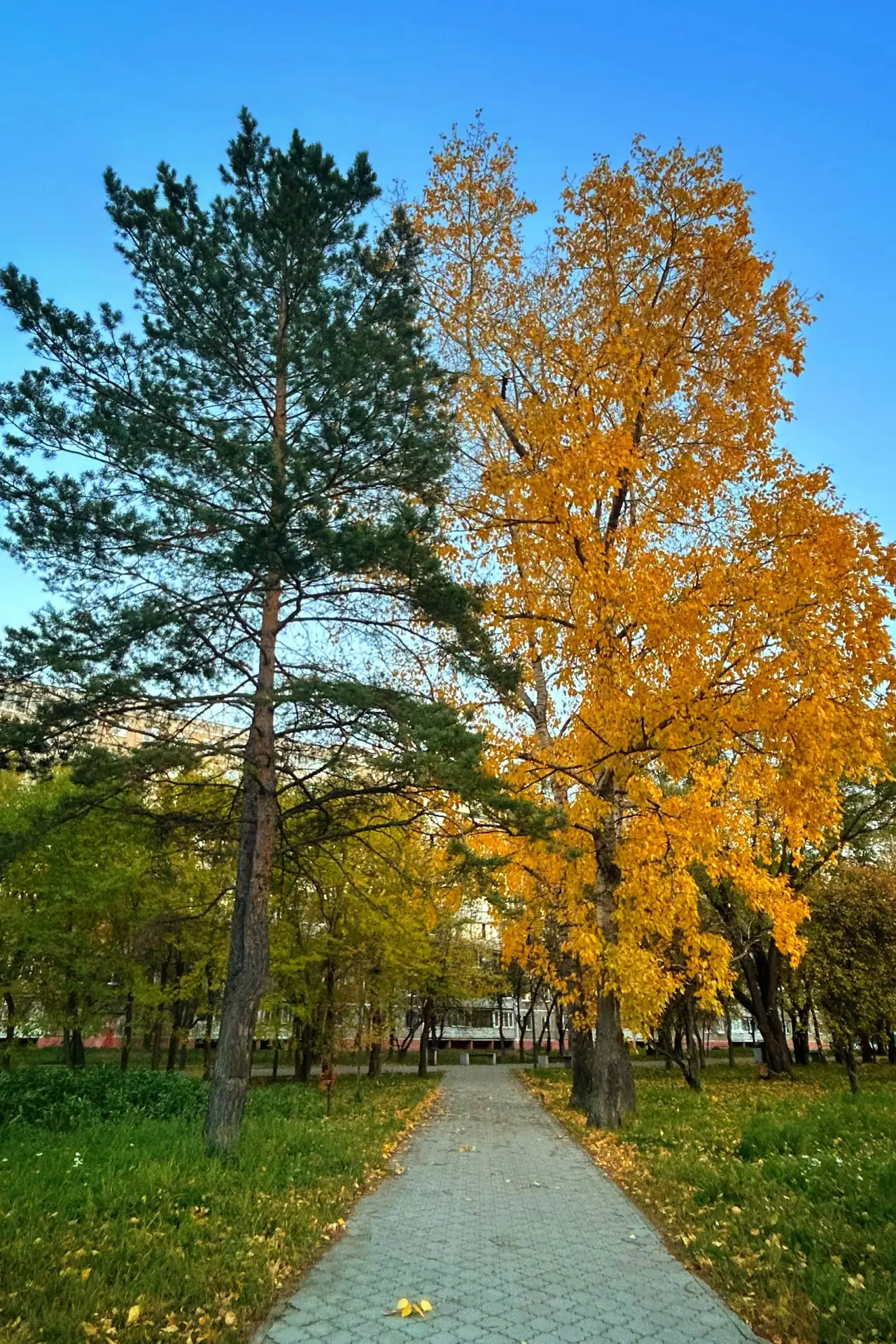 На границе лета и глубокой осени 🌿🍁