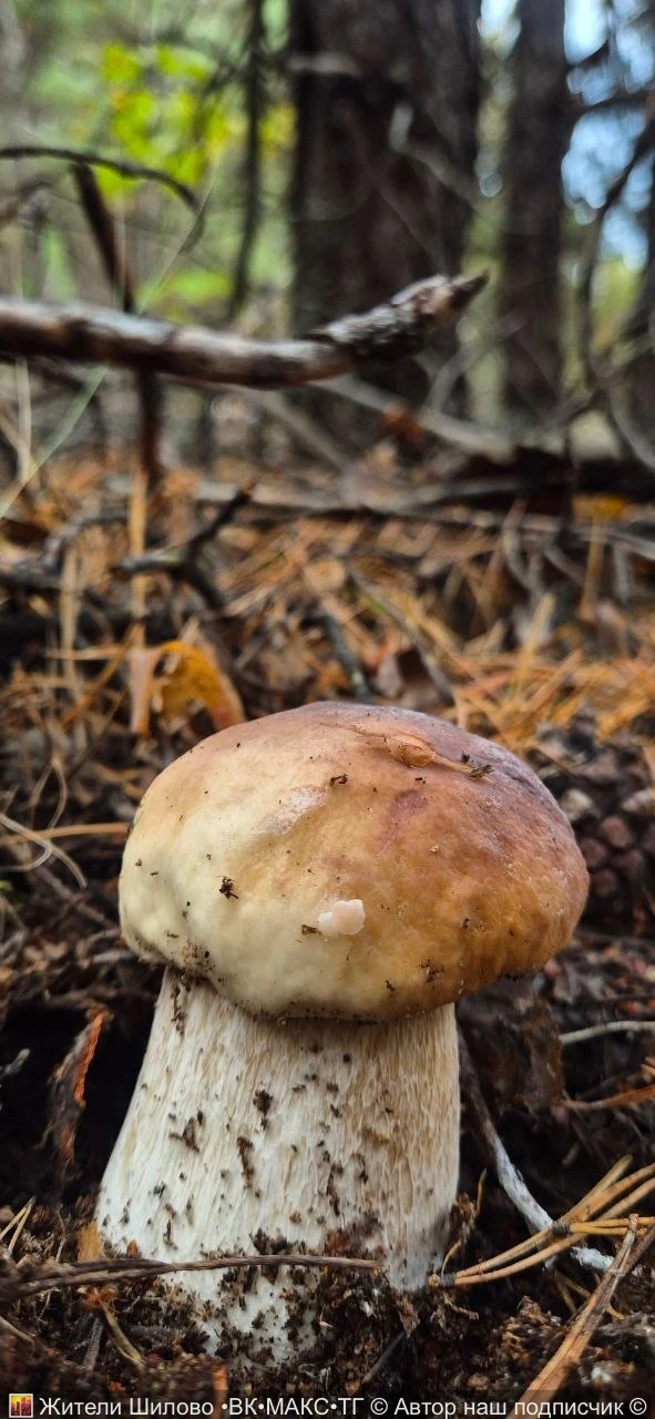 🗣️ «Шли за белыми - набрали зеленых🍄‍🟫»
