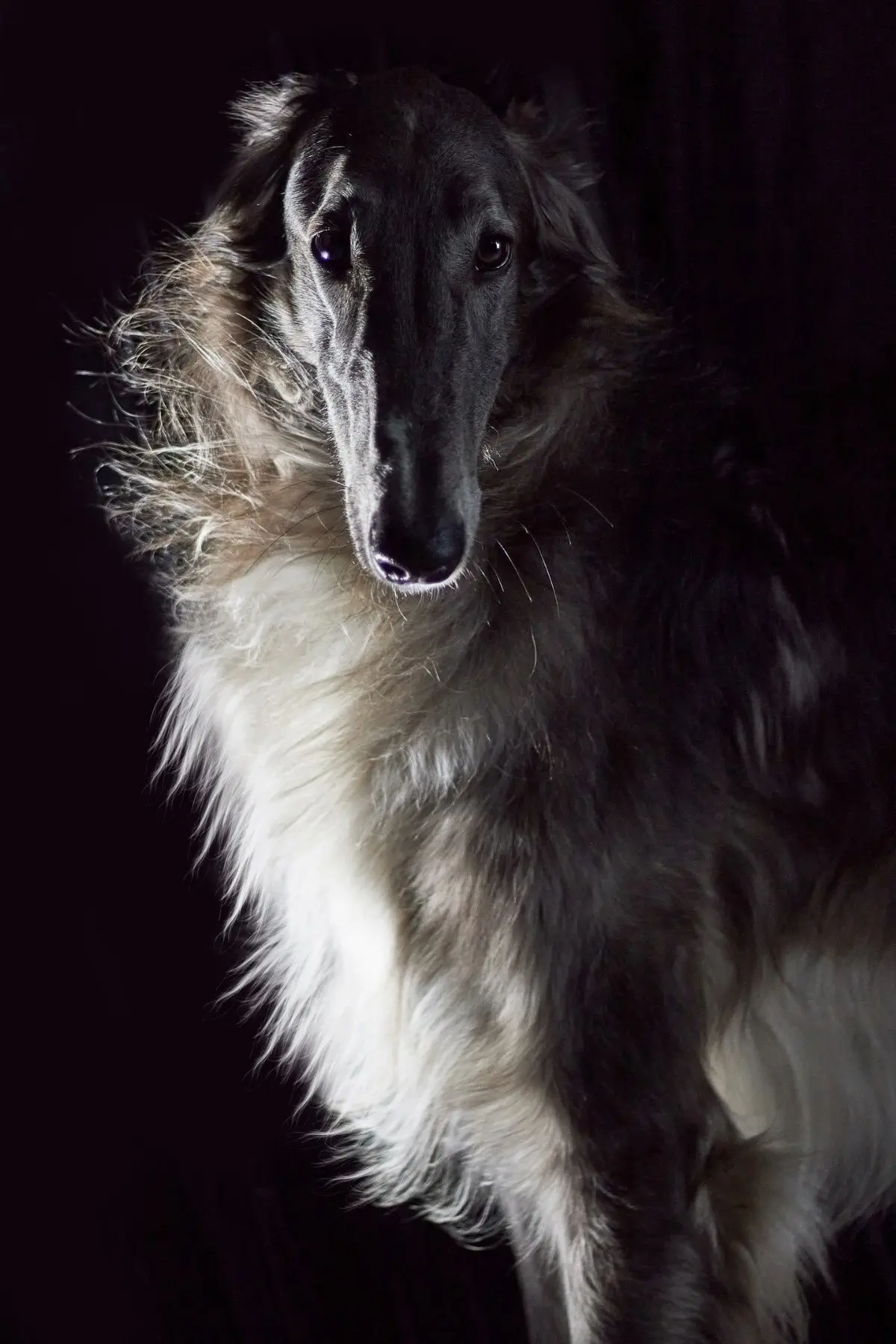 ⚡русская псовая борзая ⚡  борзая ⚡  красиво ⚡ цитата ⚡️breedsinfo ⚡️dogmem