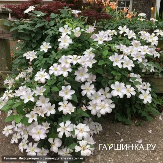 Саженцы клематисов — пополните свою коллекцию! 🌸