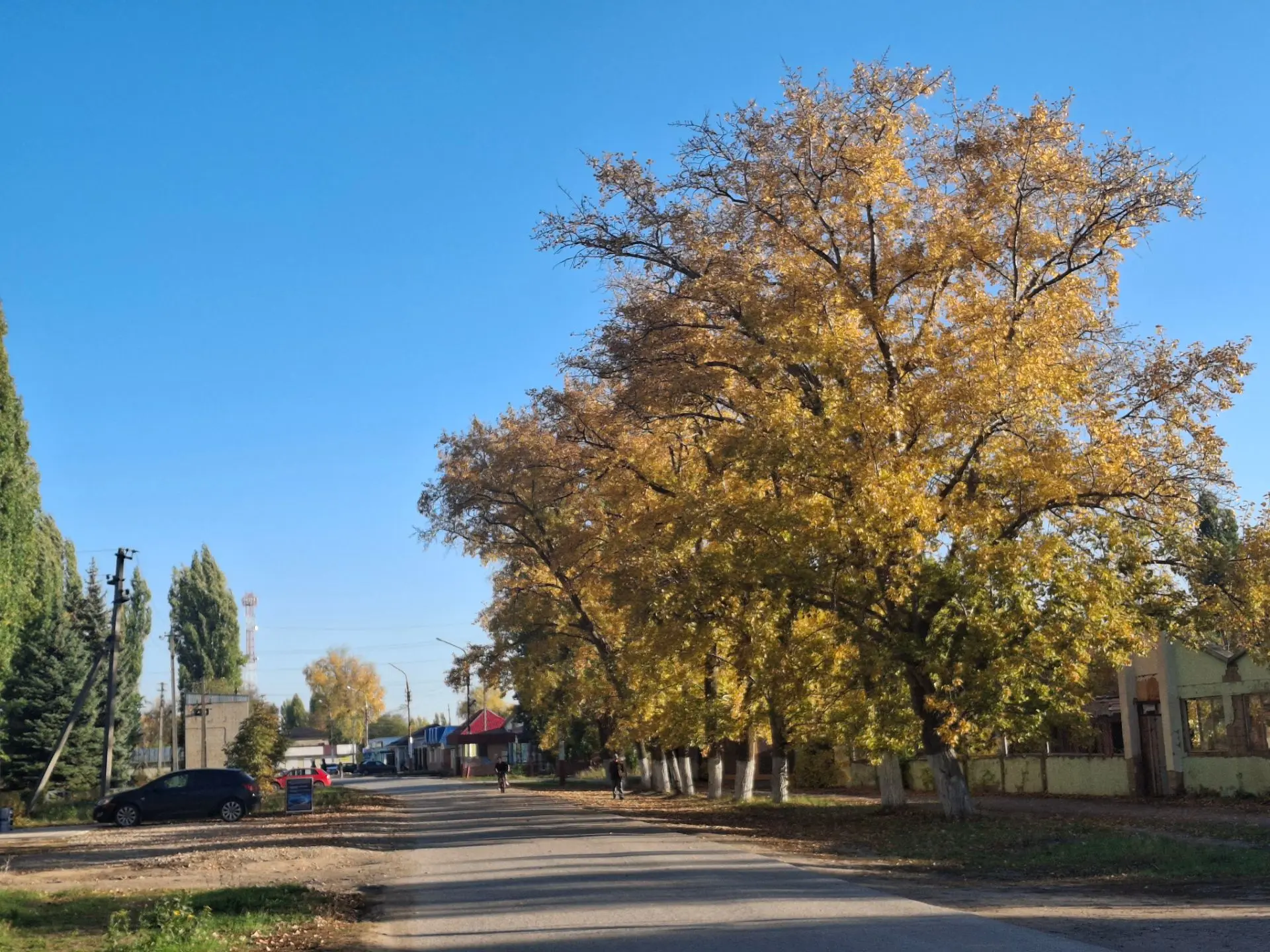 Наша красивая аллея в Подлесном😍