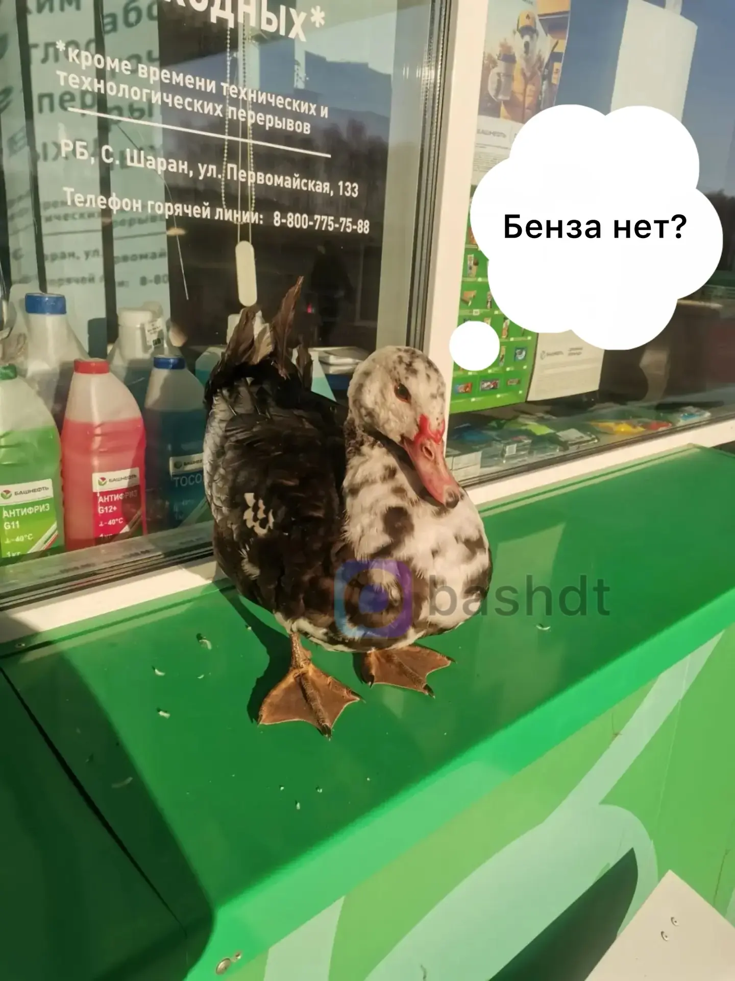Шаран