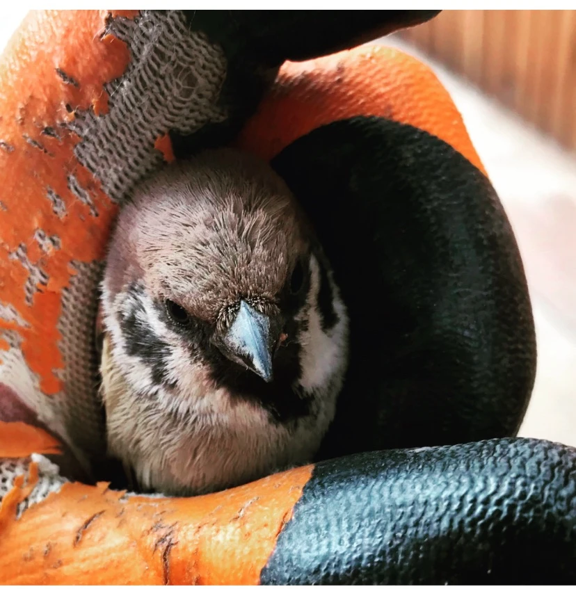 🐦‍⬛Вот такие красавцы прилетают к нам🐦‍⬛🔷Совсем не бояться, а даже наоборот, очень п...