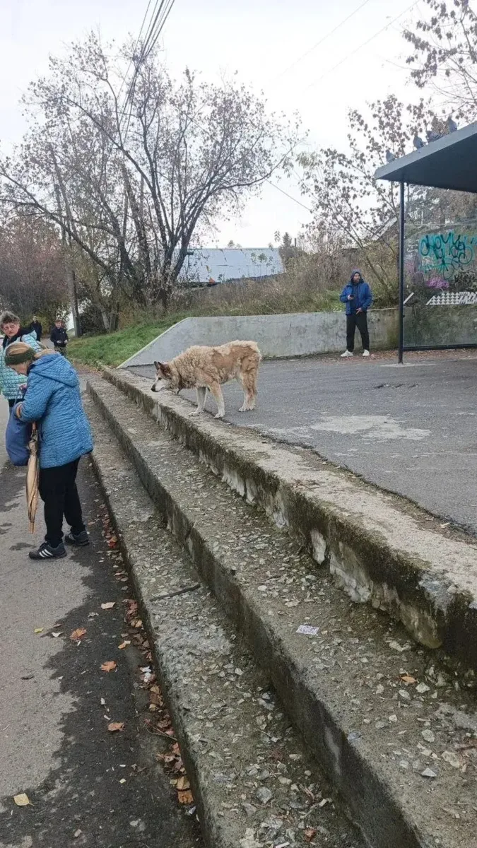Одинокую собачку заметили на Димитрова.