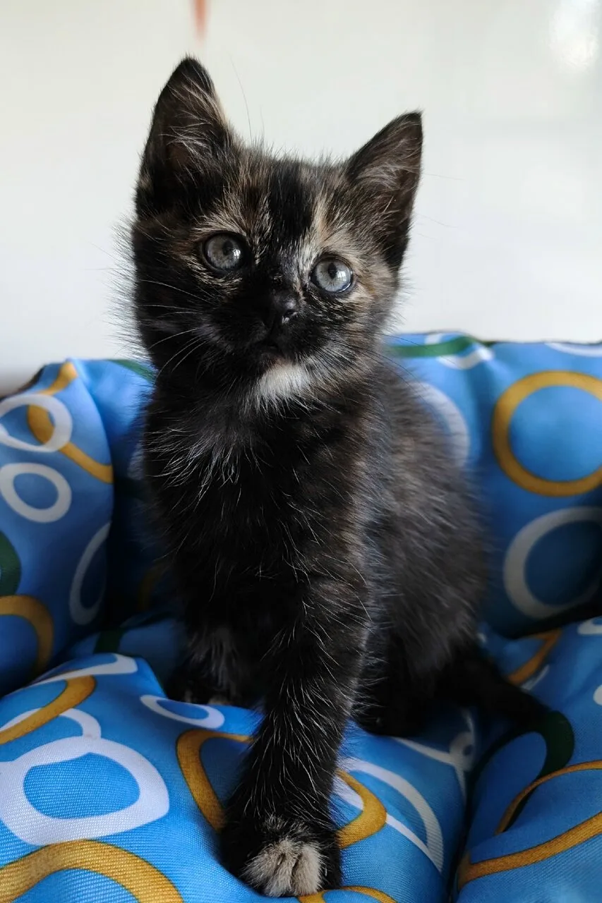 Отдам котёнка, 1,5 мес., Донецк