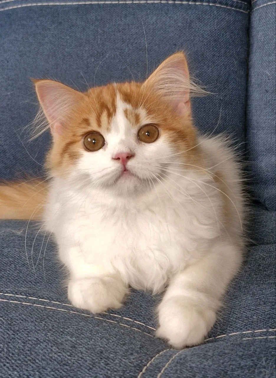 SCL  d  21 02  boy 04.06.2026  as a pet  or for breeding  Russia +79288142911
