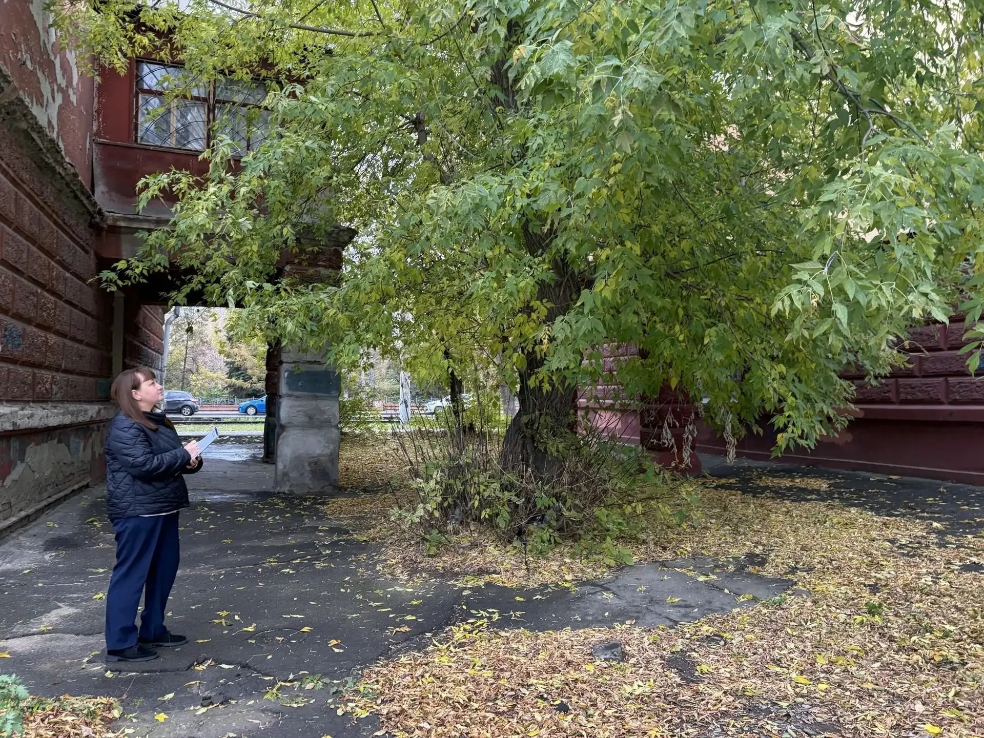 🏠В Ленинском округе напомнили о правилах сноса и кронирования деревьев на придомовых т...