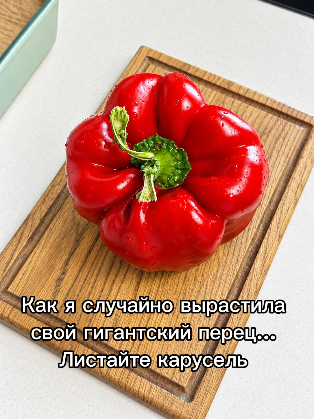 Как я случайно вырастила свой гигантский перец…