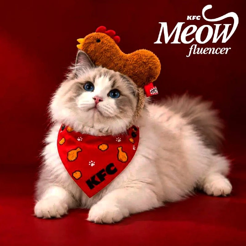 😹KFC ищет кота на работу — контракт сразу на год.