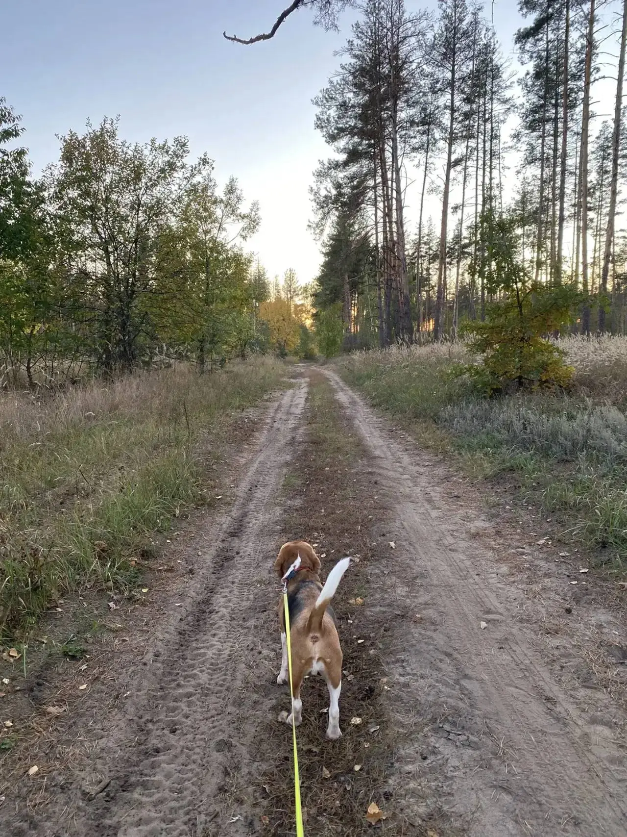 Вечерний лес!