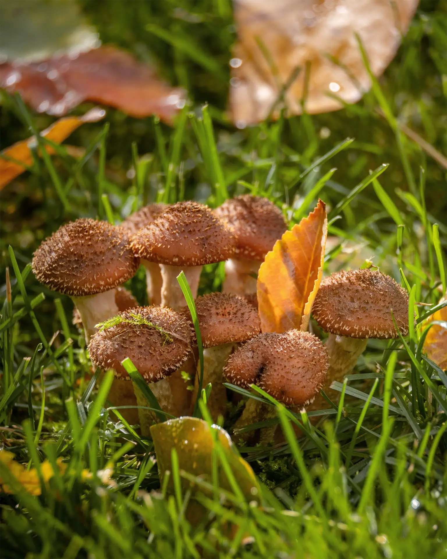 🍁 Доброго утра, друзья!