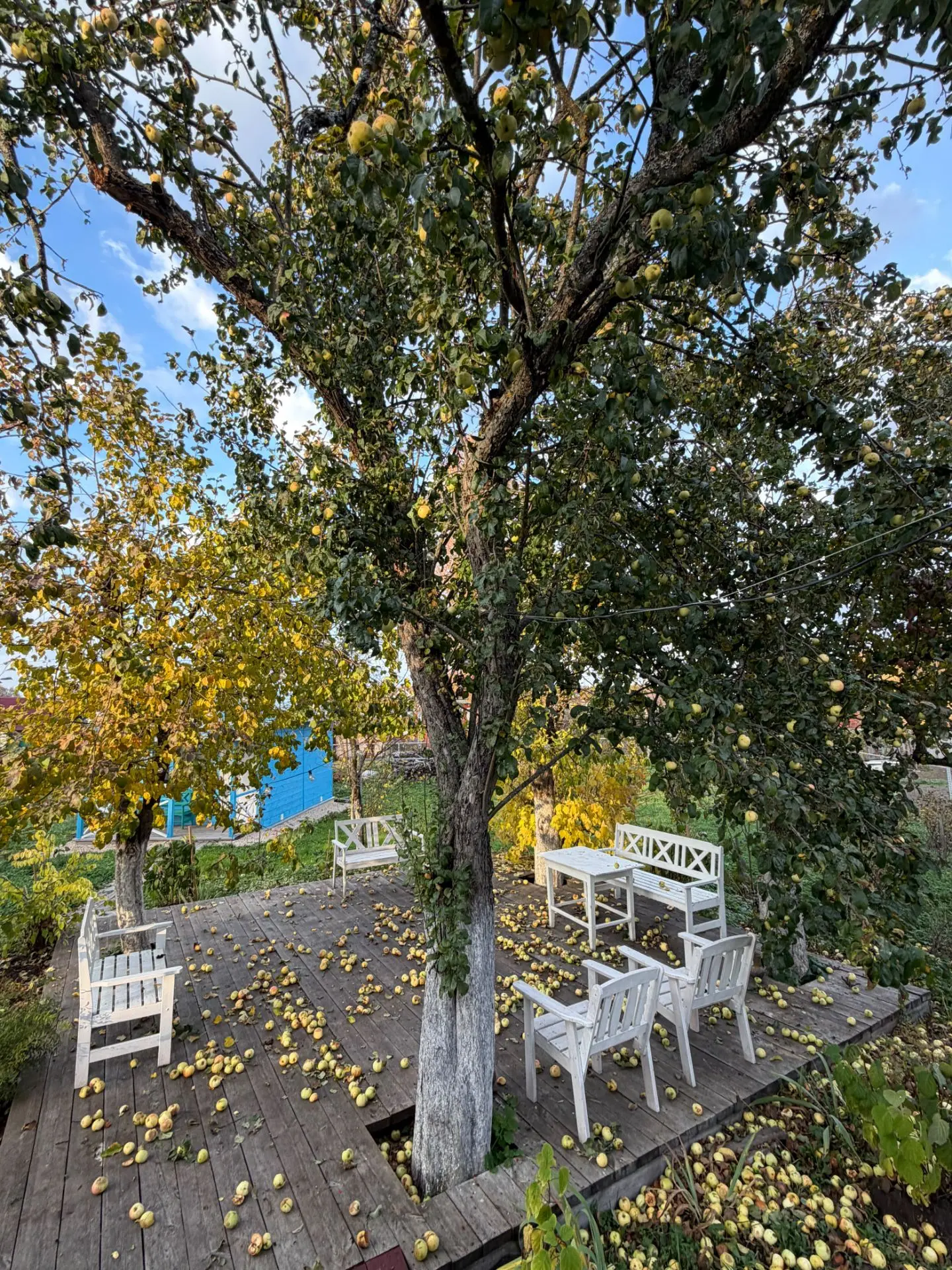 Урожайная Осень задалась в этом году.. 😉