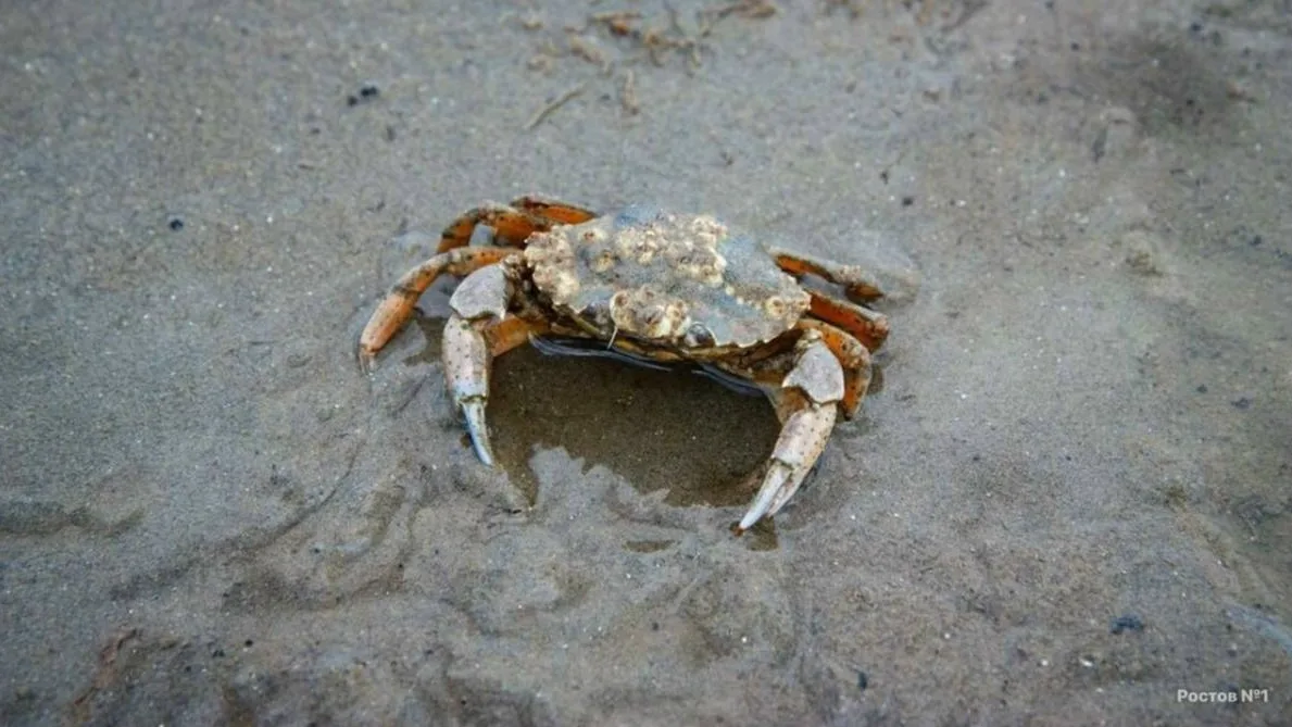 🦀 Американский грязевой кpаб масcово рaзмножается в Азoвcком море
