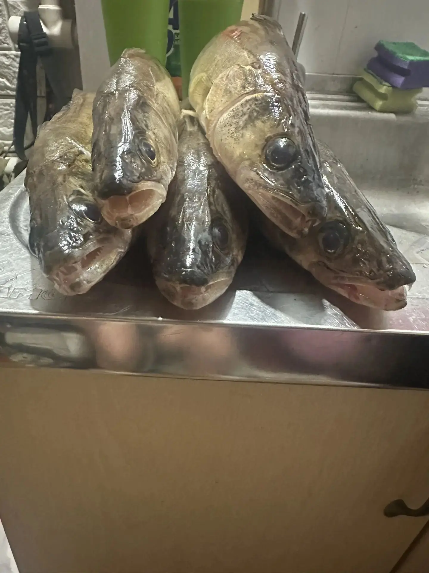 🎣 Улов от подписчика