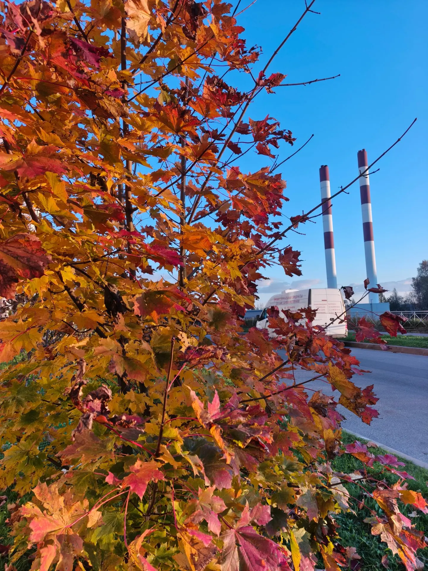 Осинка онлайн🍂