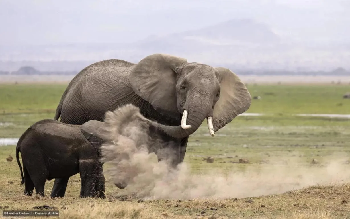 © Хизер Кадворт / 2026 The Comedy Wildlife Photography Awards