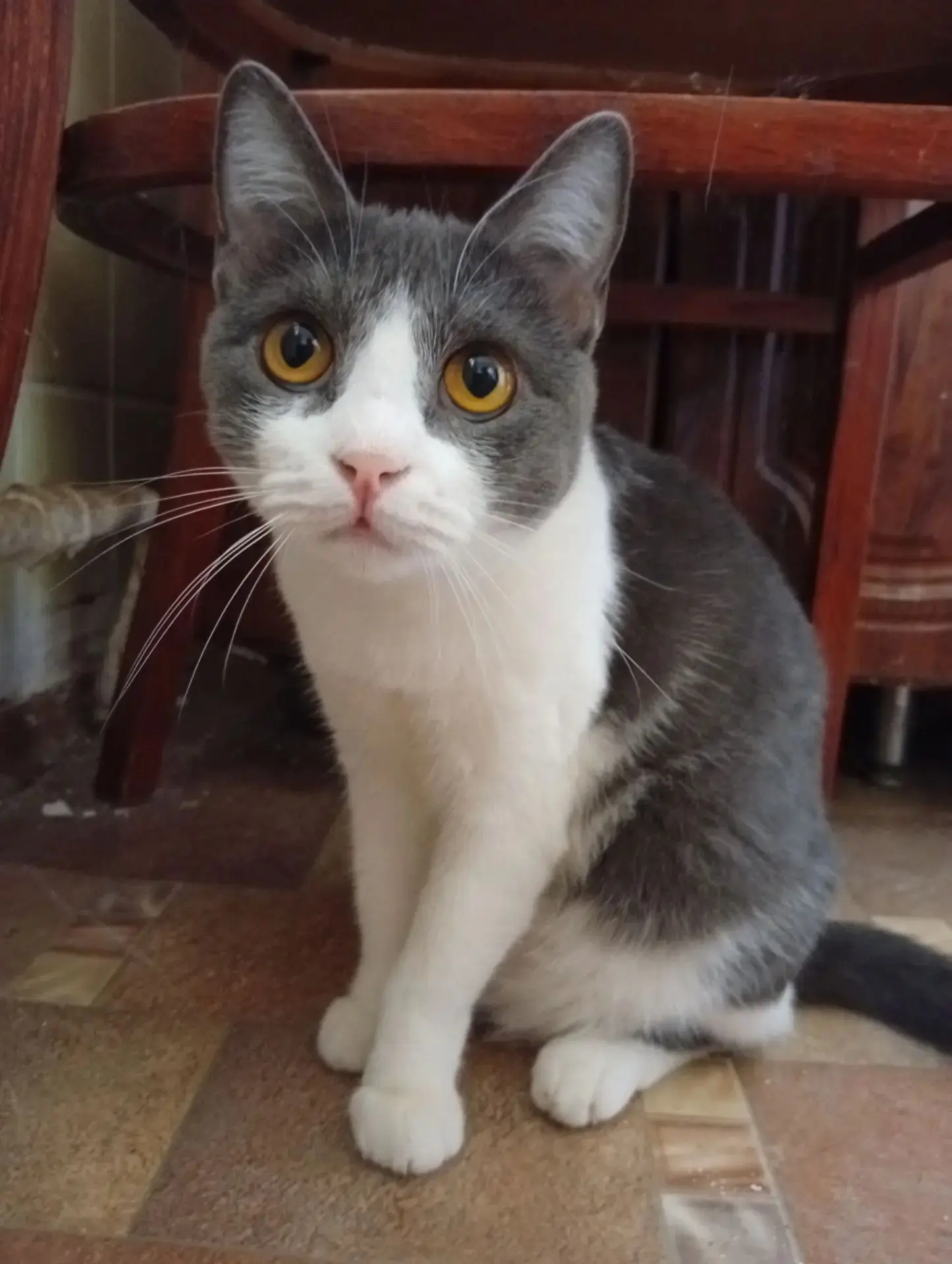 🆘🆘🆘 Друзья, срочно нужна передержка или сразу дом!!! Кошечек, у которых весной умерл...