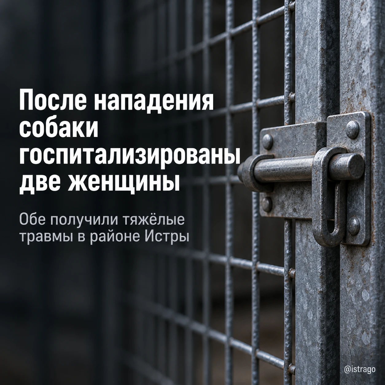 В районе Истры собака тяжело травмировала женщин