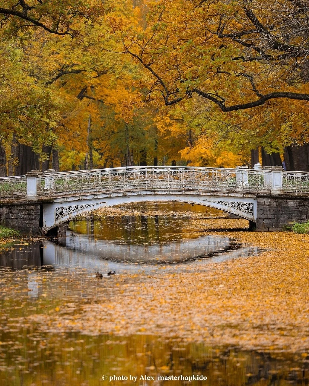 Золотая осень в Царском Селе. 🍂🍁