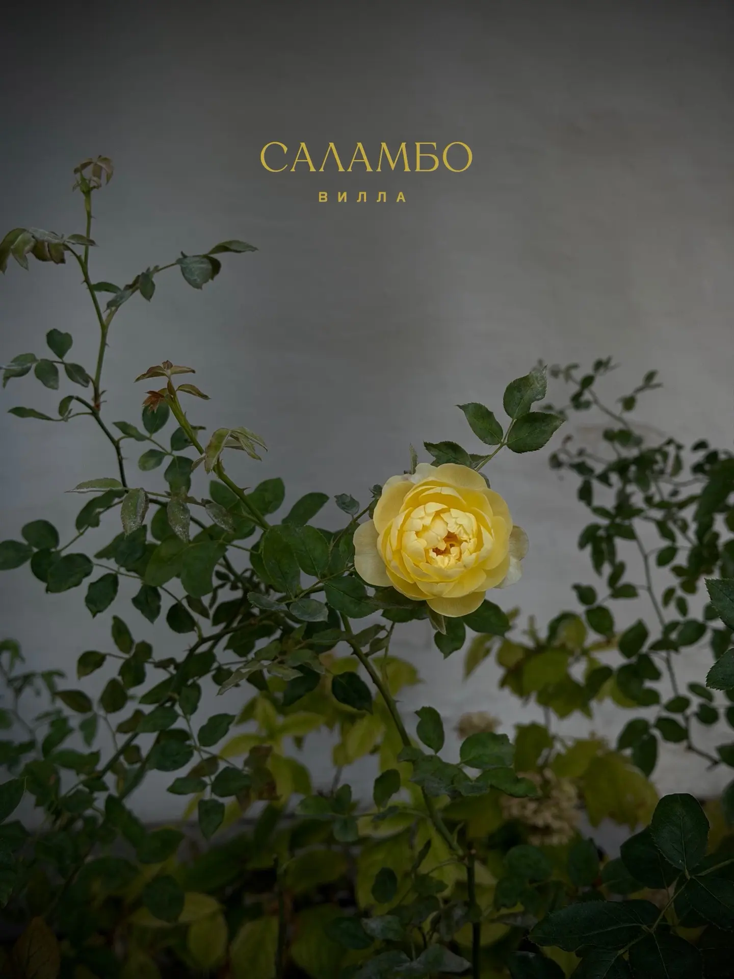 На вилле «Саламбо» круглый год цветут розы. Константину Алексеевичу, наверняка бы, это ...