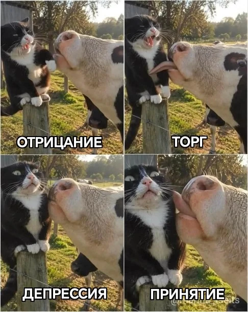 #мчп