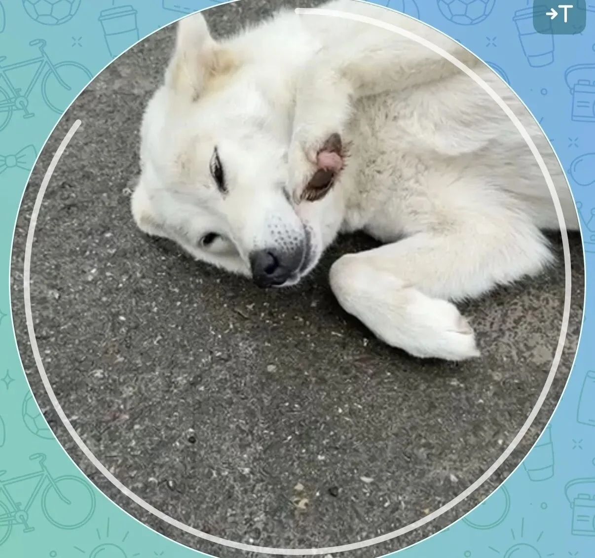 🐾 ЛАБИНСК! ПРОПАЛА СОБАКА БЕЛКА!