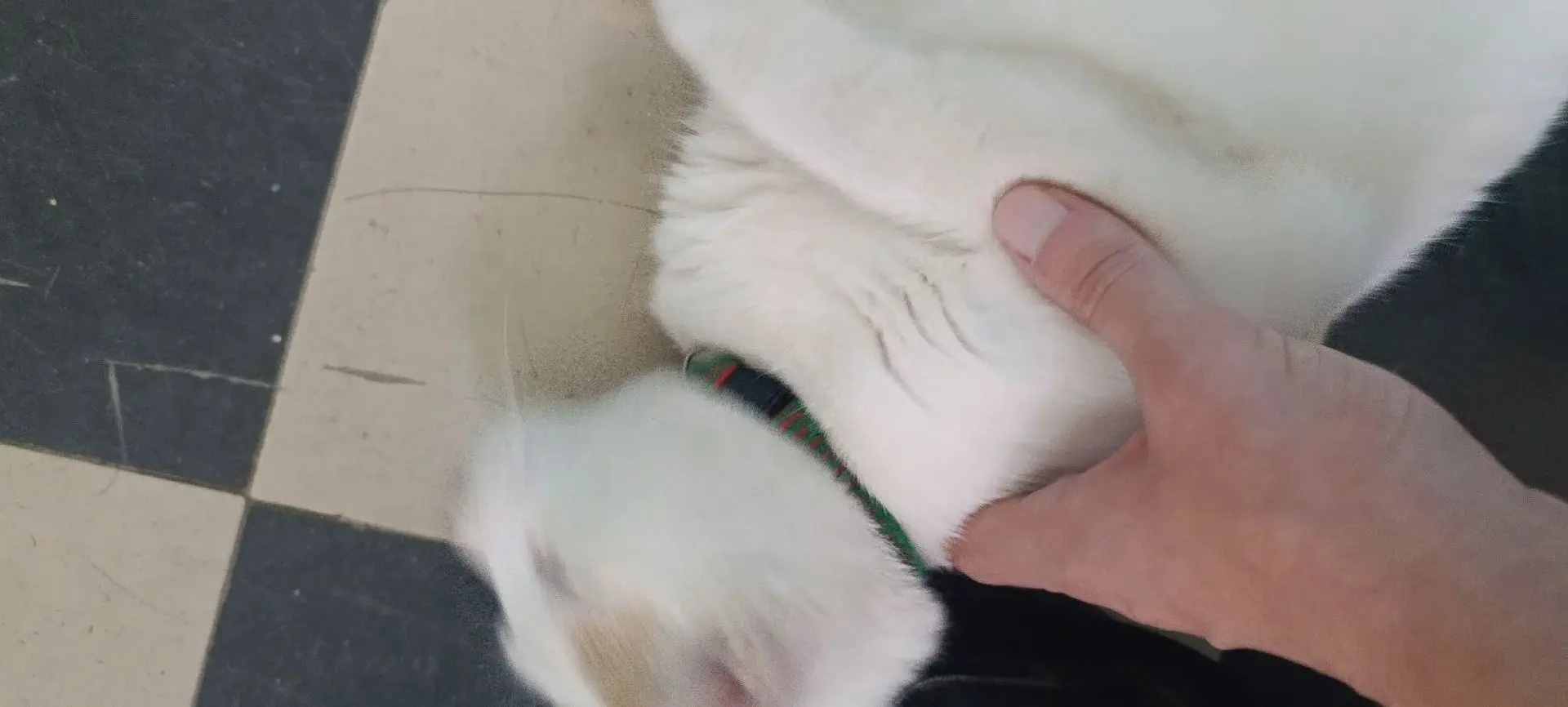 Нашли котика, хозяин найдись🛐