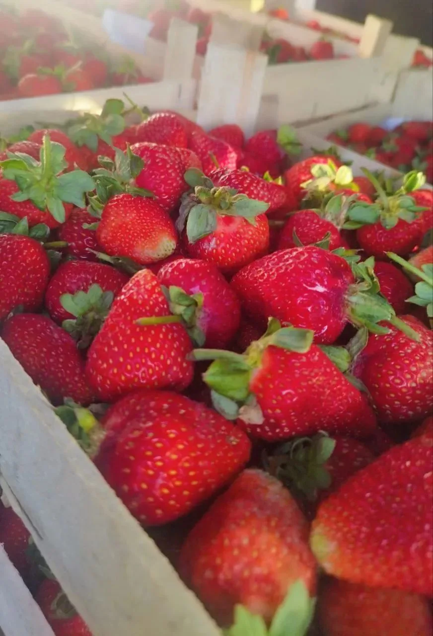 🍓 Крупная сортовая ягода, сорт Альбион в наличии