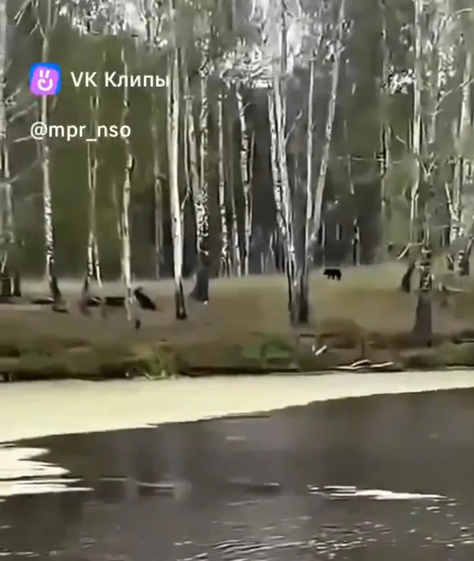 🐻Медведь снова вышел к людям: Новосибирская область начеку ⚡