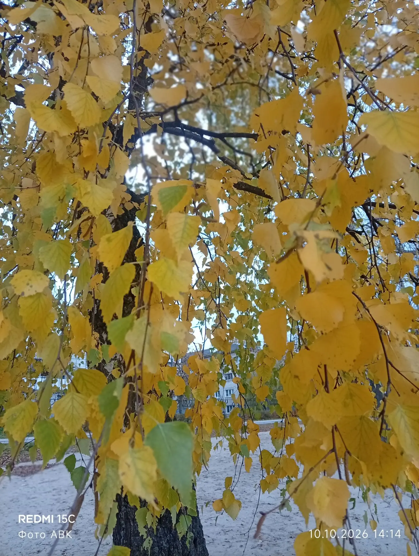 Золотая осень в родном городе и родном районе.