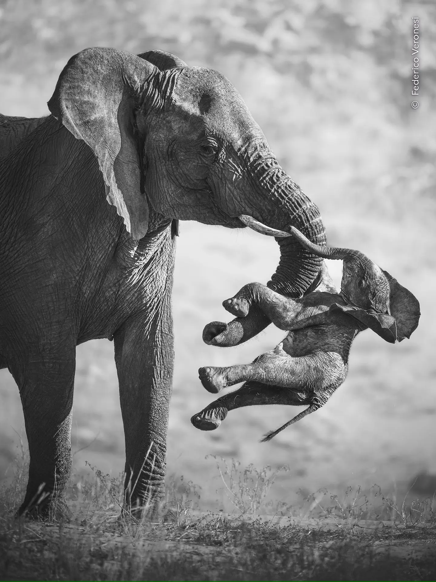 Снимок слонихи, потерявшей детёныша, стал победителем конкурса Wildlife Photographer of...
