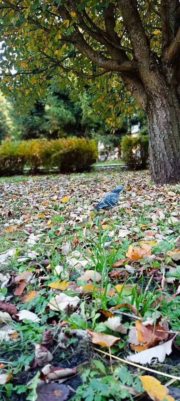 Осень😍