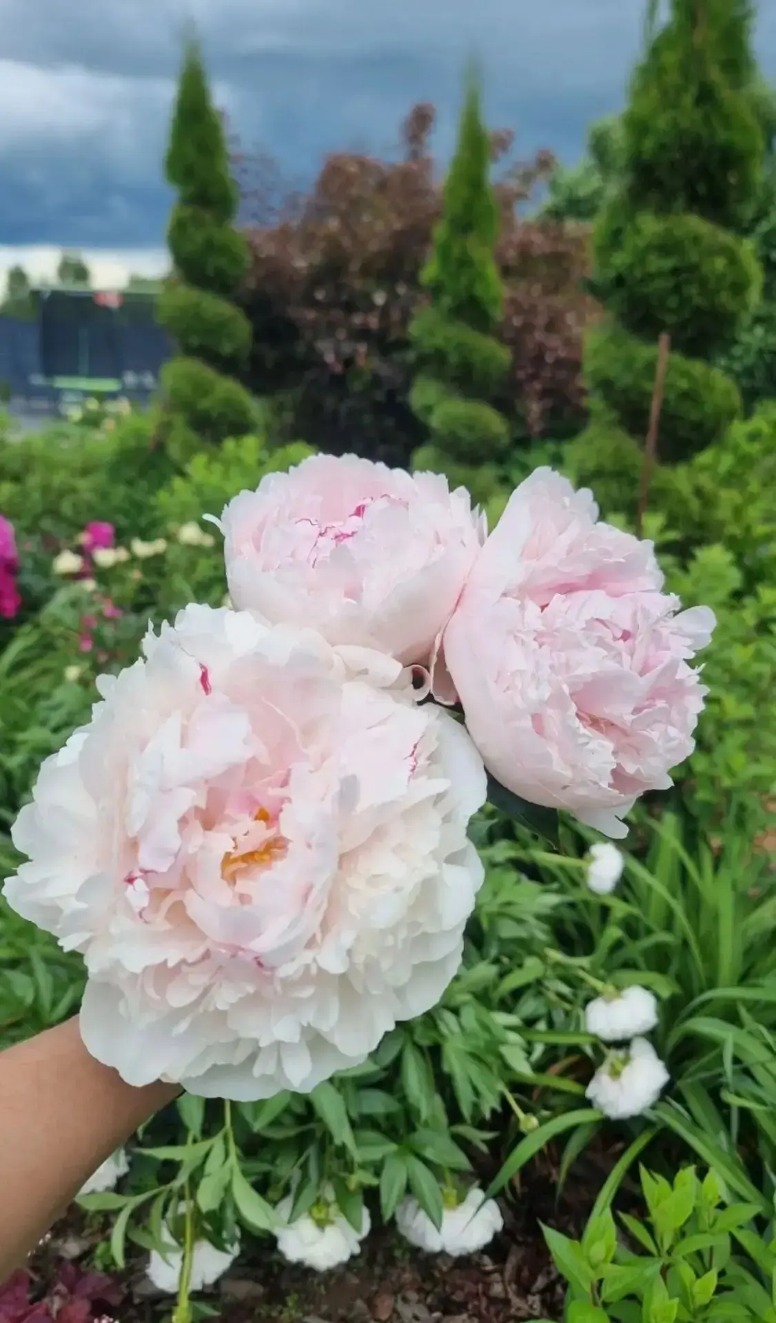 Посадка пиона🌸🌿