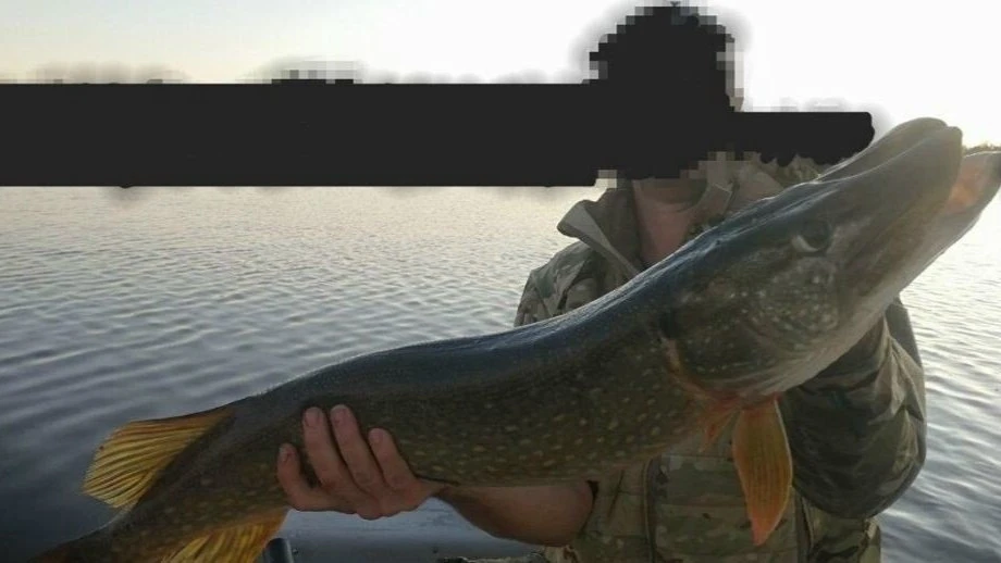 🎣 Рыбак из Дмитрова поймал и отпустил трофейную щуку на 8,6 кг
