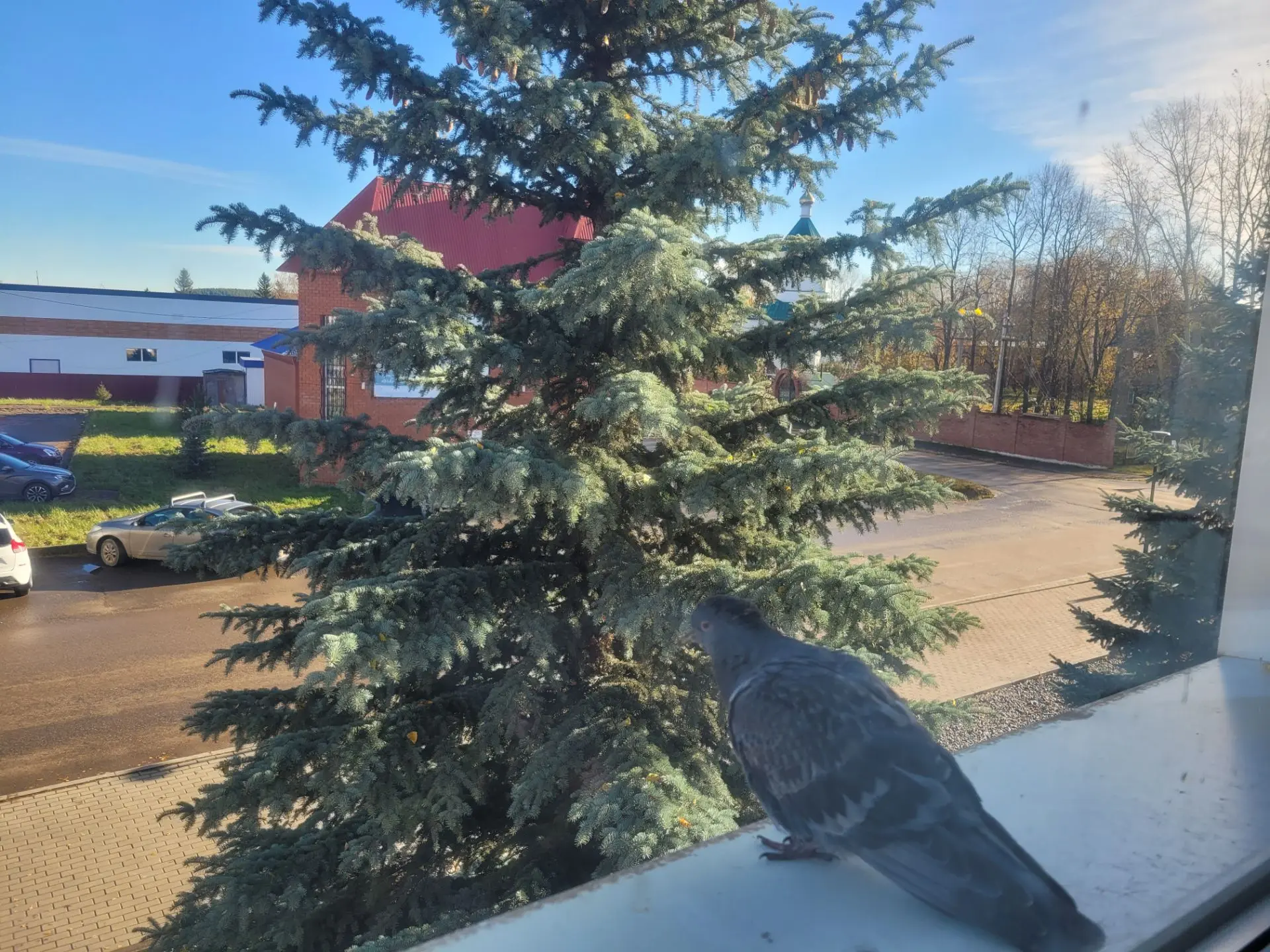 🕊Голубь на окне - что это значит?Примета о птице, прилетевшей на подоконник, могла зар...