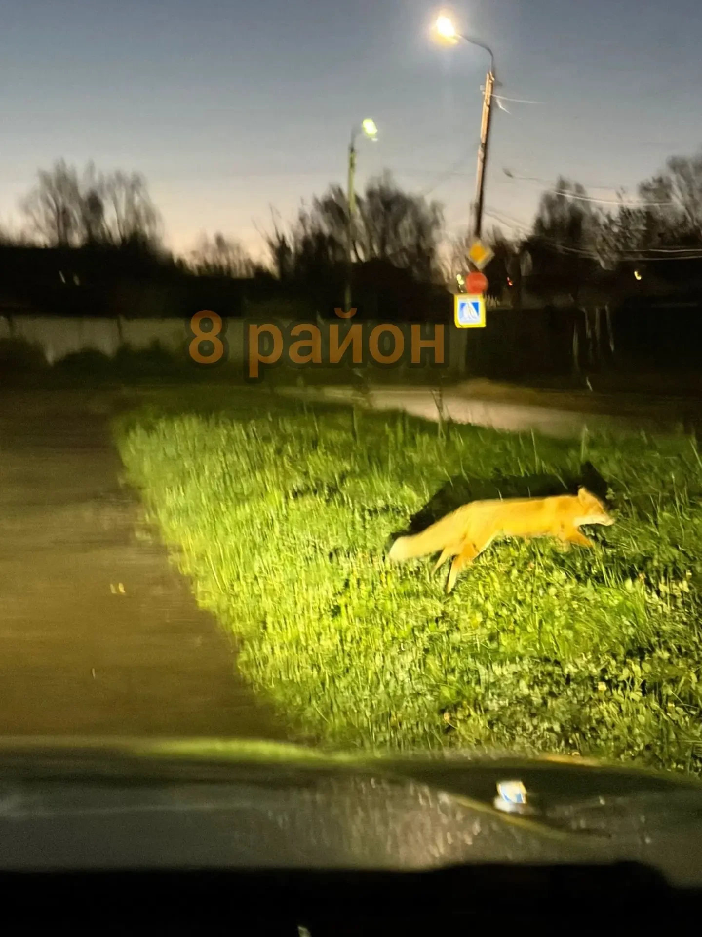 🦊 Лиса у стадиона