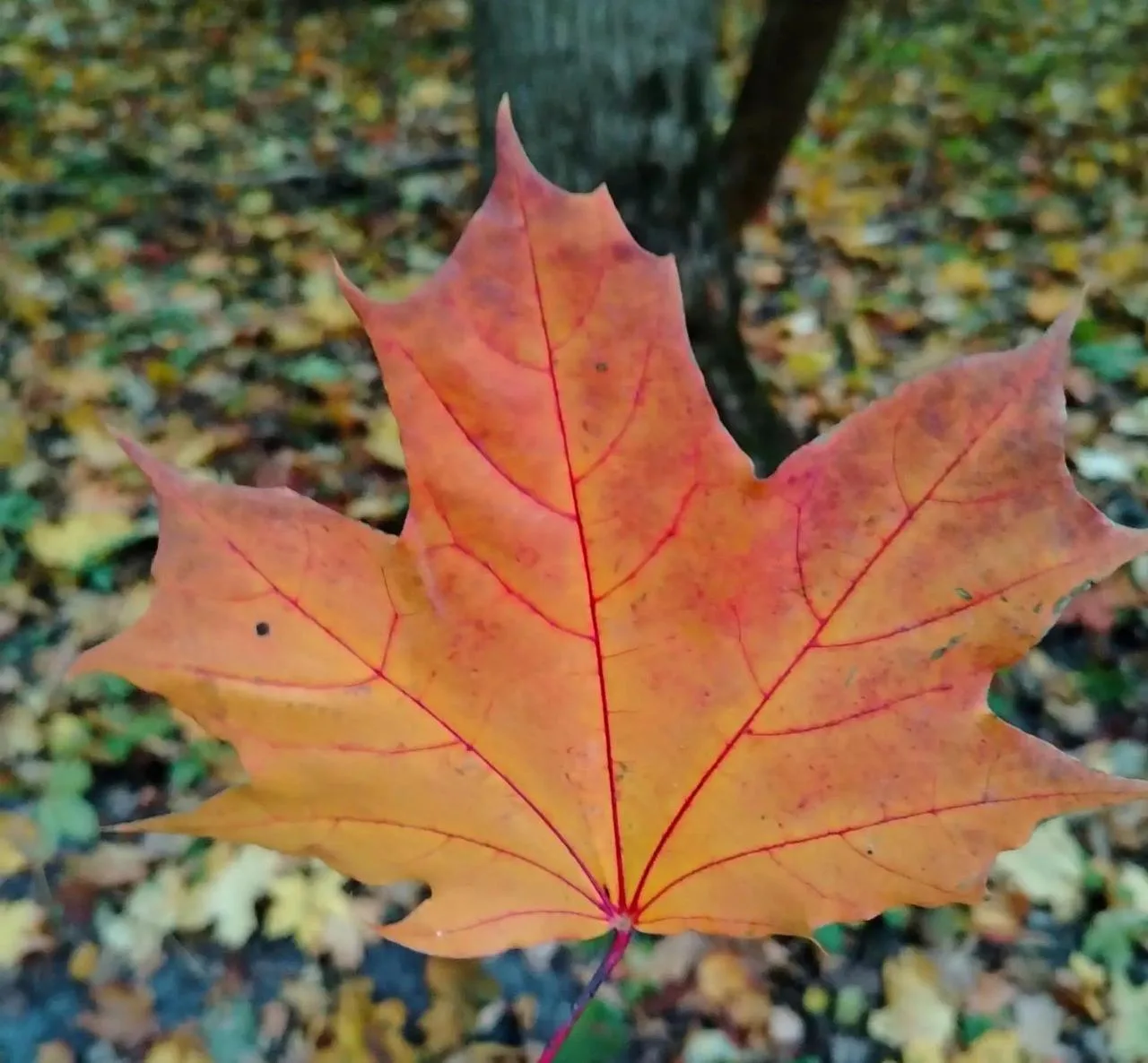 Доброе утро! 🍁