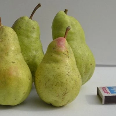 🍐Представляем два легендарных сорта, которые превратят ваш сад в настоящий фруктовый рай!