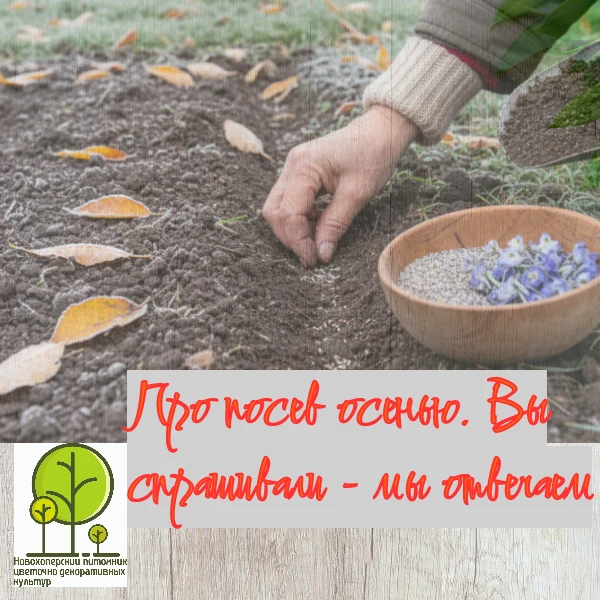 🌱 ЧТО ПОСАДИТЬ ПОД ЗИМУ: ОВОЩИ, ЦВЕТЫ, СИДЕРАТЫ