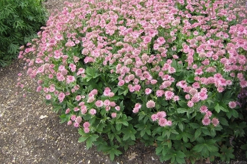 Астранция крупная (Astrantia major)