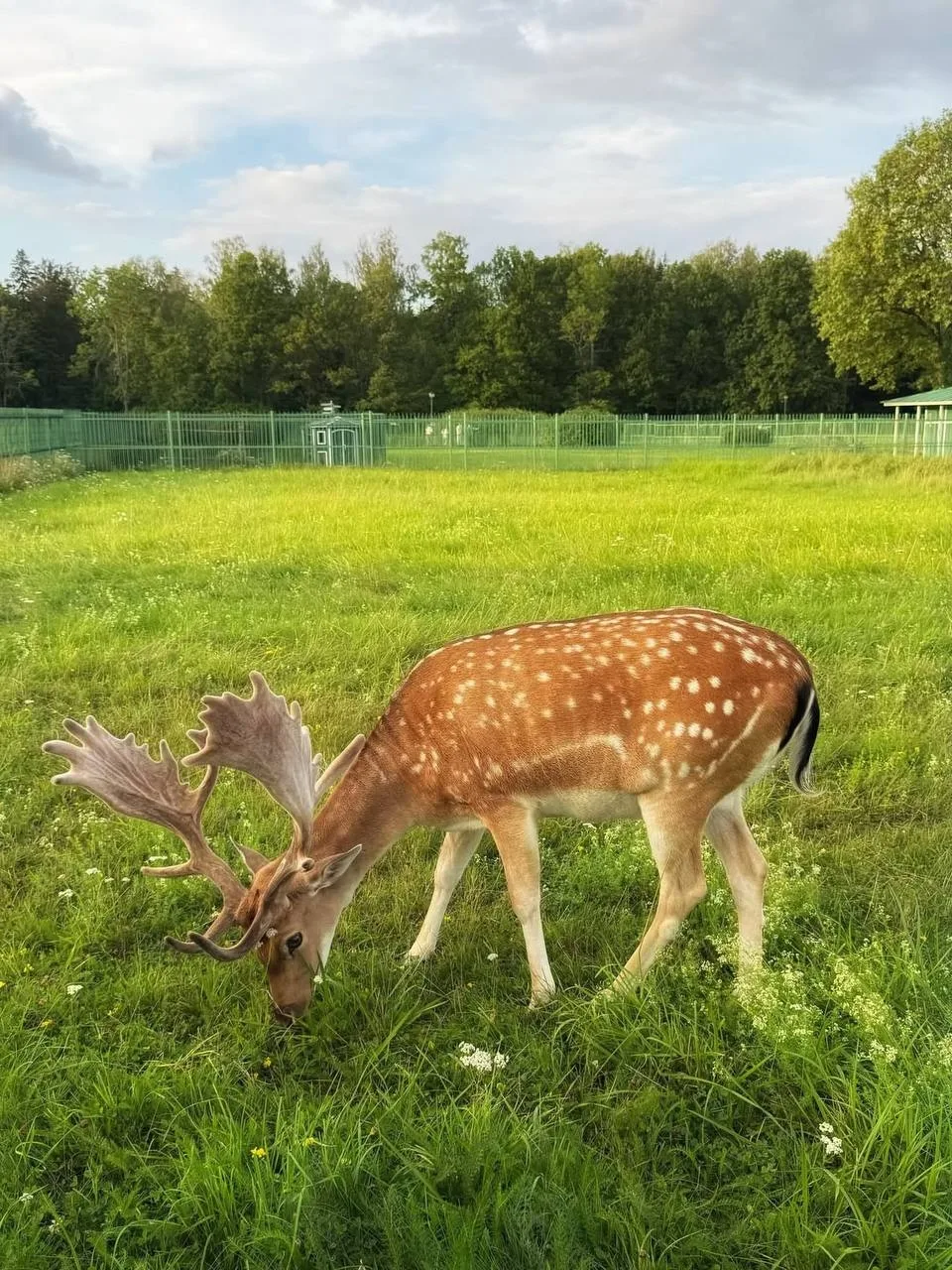🦌Бесплатно прогуляться среди оленей можно в парке Ораниенбаума.