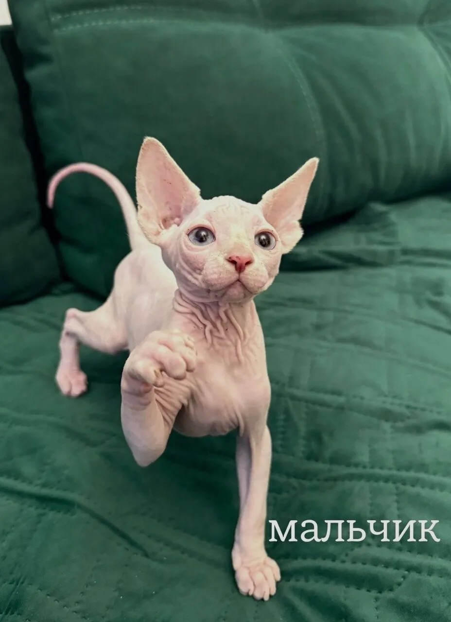 Продам канадских сфинксов, 2 девочки и мальчик, 15 тыс.