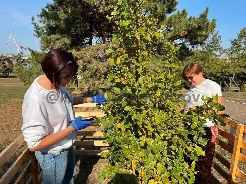 В преддверии Дня древонасаждения, который пройдёт в Ростовской области на следующей нед...