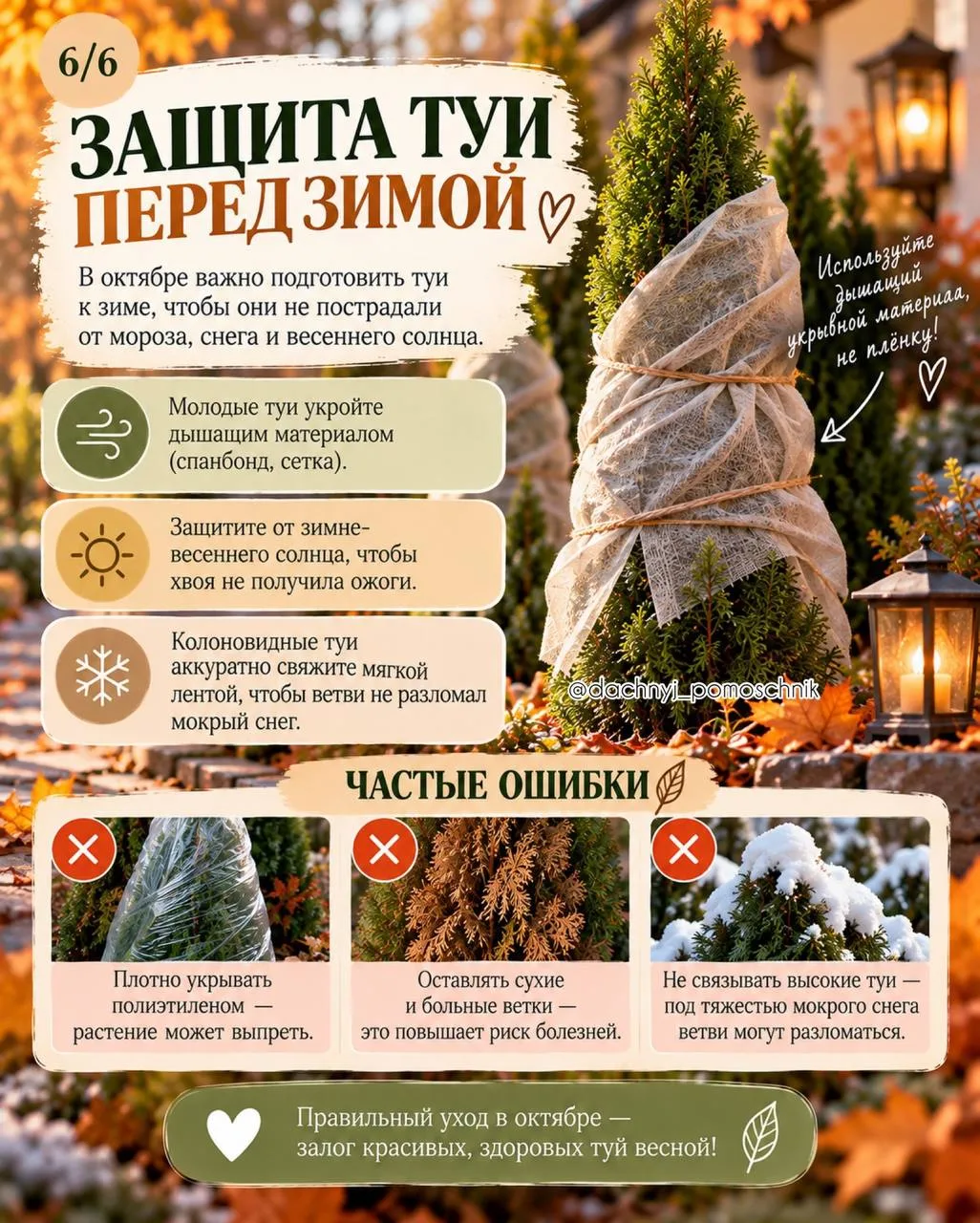 Туя в октябре 🎄