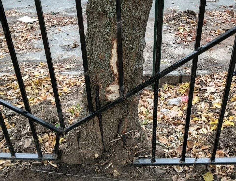 🌳 Колледж Годовикова сохранил деревья при замене забора