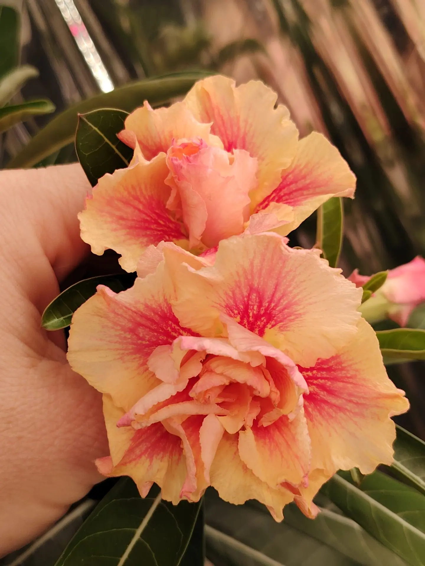 Доброго всем дня♥️💐‼️Отличного настроения♥️💐‼️