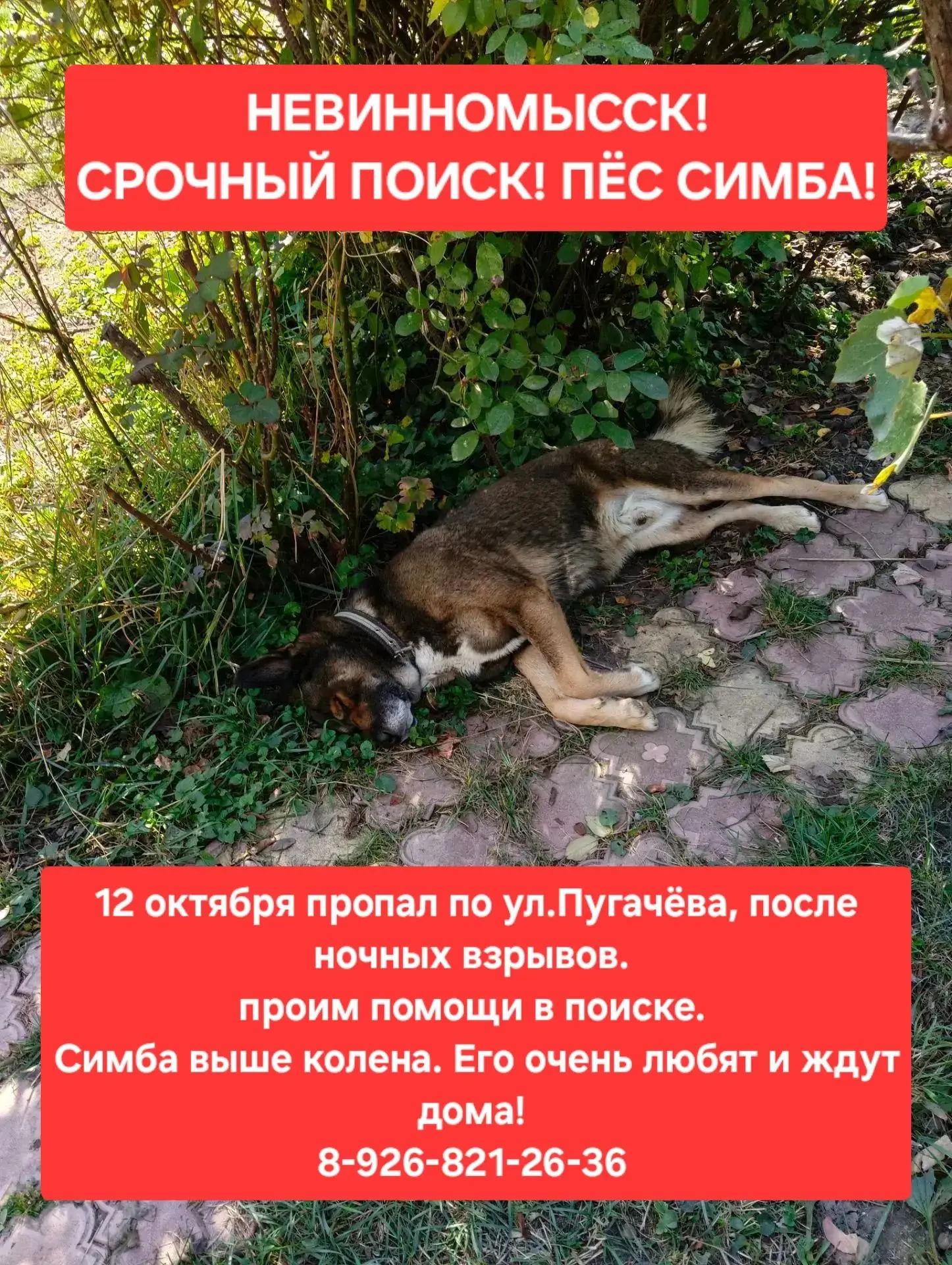 12 октября пропал по ул. Пугачёва, после ночных взрывов. проим помощи в поиске. Симба в...