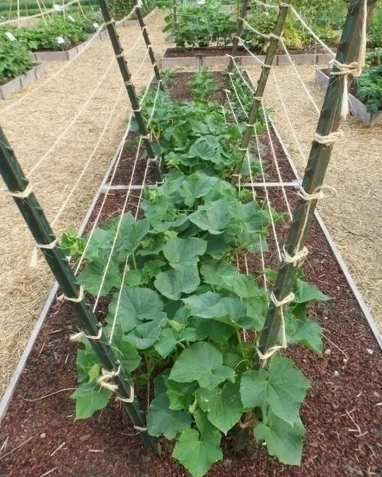 Почему огурцы лучше выращивать на шпалере 🥒