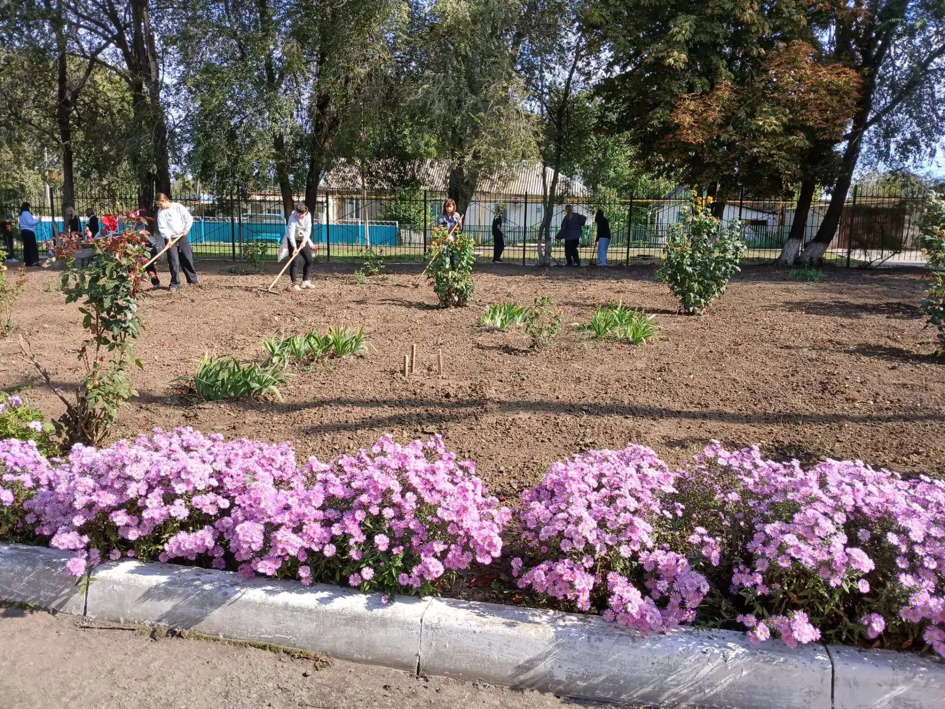 🍂 Школьный двор преображается: в нашей школе прошёл осенний день древонасаждения и суб...