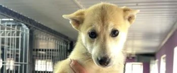 На  сегодня в няганском приюте для безнадзорных животных, действующем на базе муниципал...